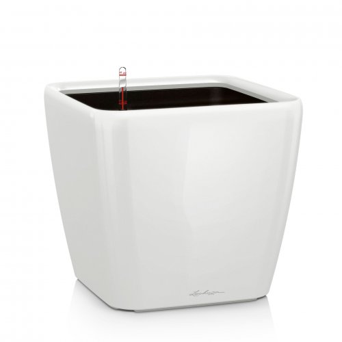 QUADRO LS